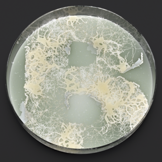 Slime Mold Alphabet